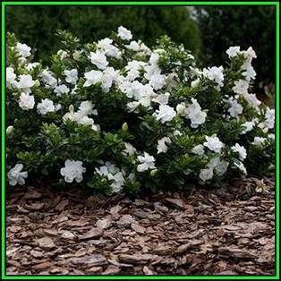 Gardenia jasminoides - 10 Seeds - Cape Jasmine Tree or Shrub, NEW
