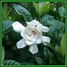 Gardenia jasminoides - 10 Seeds - Cape Jasmine Tree or Shrub, NEW