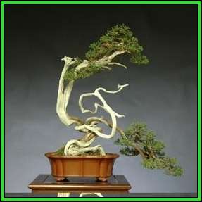 Juniperus chinensis - Chinese Juniper Bonsai - 10 Seeds + FREE Gifts Seeds + Bonsai eBook, NEW