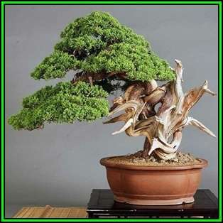 Juniperus chinensis - Chinese Juniper Bonsai - 10 Seeds + FREE Gifts Seeds + Bonsai eBook, NEW