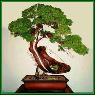 Juniperus chinensis - Chinese Juniper Bonsai - 10 Seeds + FREE Gifts Seeds + Bonsai eBook, NEW