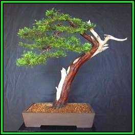 Juniperus chinensis - Chinese Juniper Bonsai - 10 Seeds + FREE Gifts Seeds + Bonsai eBook, NEW
