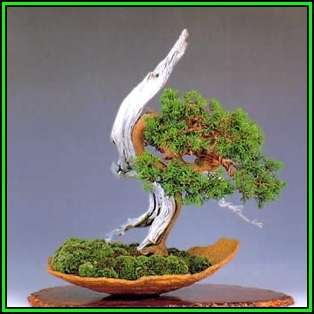 Juniperus chinensis - Chinese Juniper Bonsai - 10 Seeds + FREE Gifts Seeds + Bonsai eBook, NEW