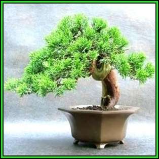 Juniperus chinensis - Chinese Juniper Bonsai - 10 Seeds + FREE Gifts Seeds + Bonsai eBook, NEW
