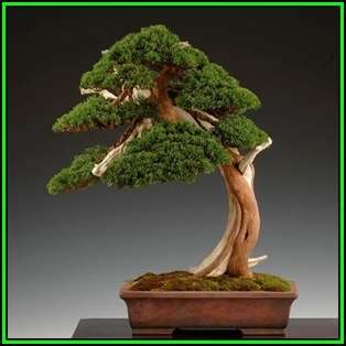 Juniperus chinensis - Chinese Juniper Bonsai - 10 Seeds + FREE Gifts Seeds + Bonsai eBook, NEW