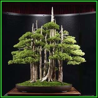 Juniperus chinensis - Chinese Juniper Bonsai - 10 Seeds + FREE Gifts Seeds + Bonsai eBook, NEW