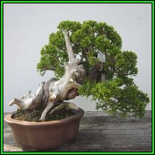 Juniperus chinensis - Chinese Juniper Bonsai - 10 Seeds + FREE Gifts Seeds + Bonsai eBook, NEW