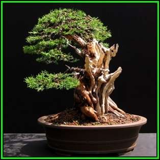 Juniperus chinensis - Chinese Juniper Bonsai - 10 Seeds + FREE Gifts Seeds + Bonsai eBook, NEW
