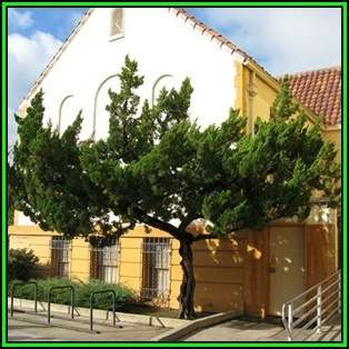 Juniperus chinensis Seeds - Chinese Juniper Tree or Shrub, NEW