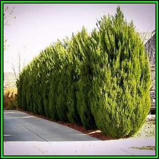 Juniperus chinensis Seeds - Chinese Juniper Tree or Shrub, NEW