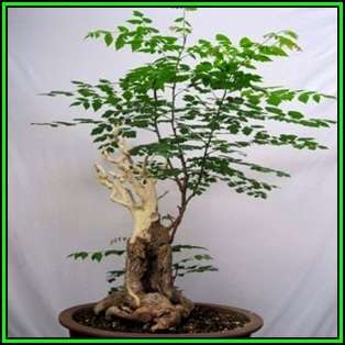 Koelreuteria paniculata - Golden Rain Tree Bonsai - 10 Seeds + FREE Gifts Seeds + Bonsai eBook, NEW