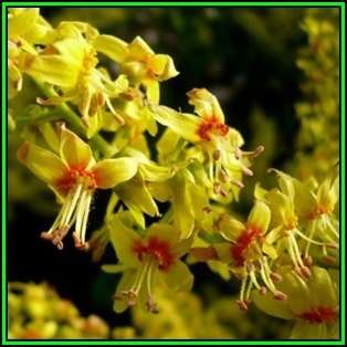 Koelreuteria paniculata Seeds - Golden Rain Tree Tree or Shrub, NEW