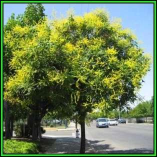 Koelreuteria paniculata Seeds - Golden Rain Tree Tree or Shrub, NEW