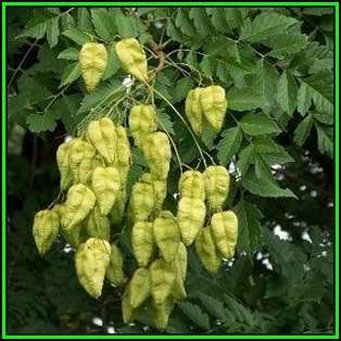 Koelreuteria paniculata Seeds - Golden Rain Tree Tree or Shrub, NEW