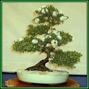 Kunzea ambigua - Electric White Bonsai Seeds + FREE Gifts Seeds + Bonsai eBook, NEW