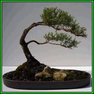 Kunzea ambigua - Electric White Bonsai Seeds + FREE Gifts Seeds + Bonsai eBook, NEW
