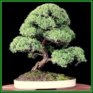 Kunzea ambigua - Electric White Bonsai Seeds + FREE Gifts Seeds + Bonsai eBook, NEW