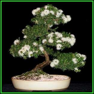 Kunzea ambigua - Electric White Bonsai Seeds + FREE Gifts Seeds + Bonsai eBook, NEW