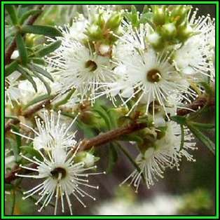 Kunzea ambigua - 10 Seeds - Electric White Tree Tree or Shrub, NEW