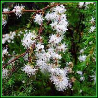 Kunzea ambigua - 10 Seeds - Electric White Tree Tree or Shrub, NEW