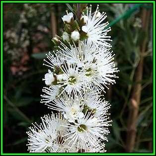 Kunzea ambigua - 10 Seeds - Electric White Tree Tree or Shrub, NEW