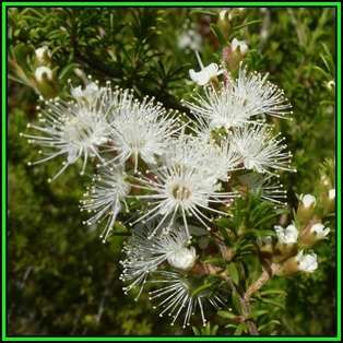 Kunzea ambigua - 10 Seeds - Electric White Tree Tree or Shrub, NEW
