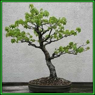 Liquidambar styraciflua - American Sweetgum Bonsai Seeds + FREE Gifts Seeds + Bonsai eBook, NEW