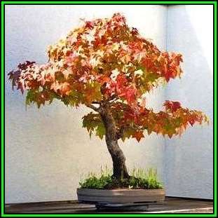 Liquidambar styraciflua - American Sweetgum Bonsai Seeds + FREE Gifts Seeds + Bonsai eBook, NEW