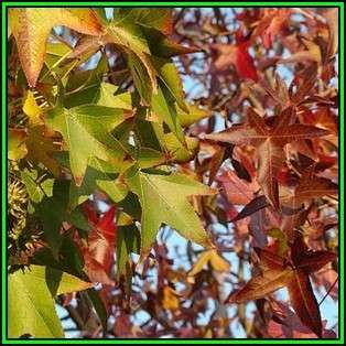 Liquidambar styraciflua - 10 Seeds - American Sweetgum Tree Tree or Shrub, NEW