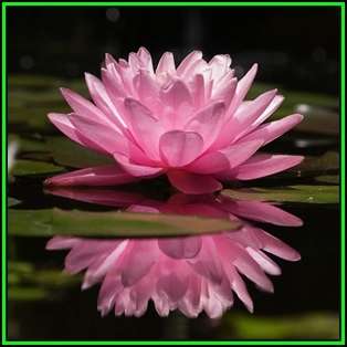 Sacred Lotus Mixed Varieties - 5 Seeds - Nelumbo nucifera - Water Lily Aquatic Ethnobotanical - NEW