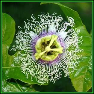 Passiflora edulis f. edulis - Passion Flower Purple Granadilla - 10 Seed Pack - Edible Fruit - New