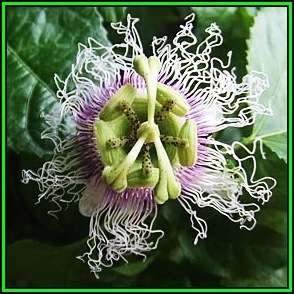Passiflora edulis f. edulis - Passion Flower Purple Granadilla - 10 Seed Pack - Edible Fruit - New