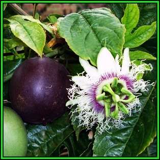 Passiflora edulis f. edulis - Passion Flower Purple Granadilla - 10 Seed Pack - Edible Fruit - New