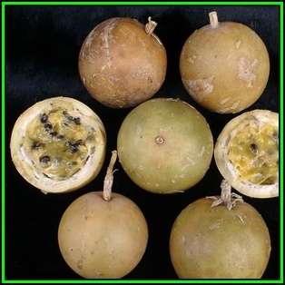 Passiflora maliformis - Wild Purple Passionfruit Granadilla - 10 Seed Pack - Edible Fruit - New