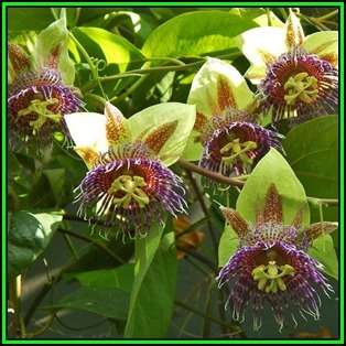 Passiflora maliformis - Wild Purple Passionfruit Granadilla - 10 Seed Pack - Edible Fruit - New