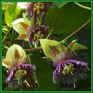 Passiflora maliformis - Wild Purple Passionfruit Granadilla - 10 Seed Pack - Edible Fruit - New