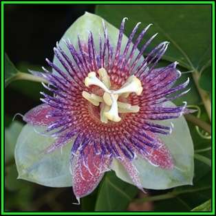 Passiflora maliformis - Wild Purple Passionfruit Granadilla - 10 Seed Pack - Edible Fruit - New