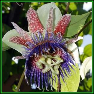 Passiflora maliformis - Wild Purple Passionfruit Granadilla - 10 Seed Pack - Edible Fruit - New