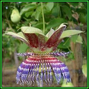 Passiflora maliformis - Wild Purple Passionfruit Granadilla - 10 Seed Pack - Edible Fruit - New