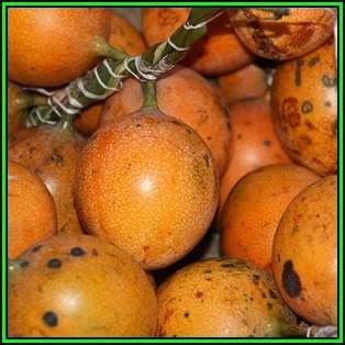 Passiflora maliformis - Wild Purple Passionfruit Granadilla - 10 Seed Pack - Edible Fruit - New