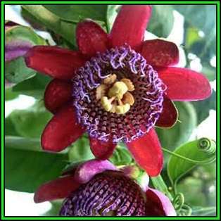 Passiflora quadrangularis - Giant Granadilla - 10 Seed Pack - Edible Fruit - New
