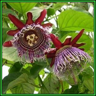 Passiflora quadrangularis - Giant Granadilla - 10 Seed Pack - Edible Fruit - New