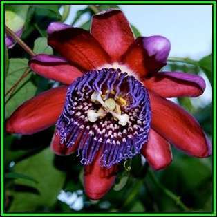 Passiflora quadrangularis - Giant Granadilla - 10 Seed Pack - Edible Fruit - New