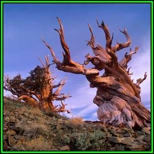 Pinus aristata - 10 Seeds - Bristlecone Pine Tree - NEW