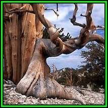 Pinus aristata - 10 Seeds - Bristlecone Pine Tree - NEW