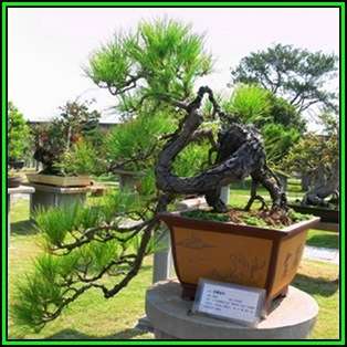 Pinus armandii - Chinese White Pine Bonsai Seeds + FREE Gifts Seeds + Bonsai eBook, NEW