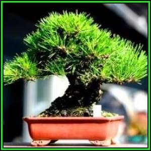 Pinus thunbergii - Black Pine Bonsai Seeds + FREE Gifts Seeds + Bonsai eBook, NEW