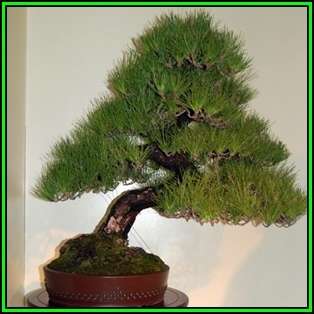 Pinus thunbergii - Black Pine Bonsai Seeds + FREE Gifts Seeds + Bonsai eBook, NEW
