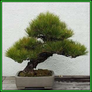 Pinus thunbergii - Black Pine Bonsai Seeds + FREE Gifts Seeds + Bonsai eBook, NEW