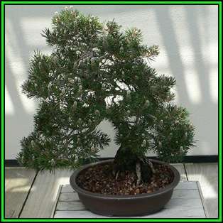 Pinus thunbergii - Black Pine Bonsai Seeds + FREE Gifts Seeds + Bonsai eBook, NEW